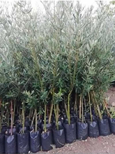 Fideler-1 Adet-Zeytin Fidesi